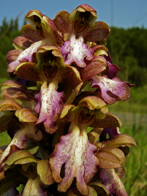 Orchidee del Chianti 2009